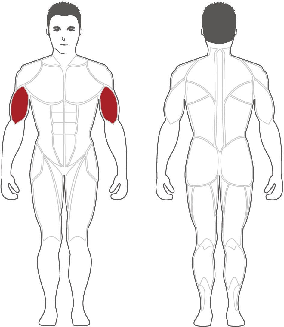 Steelflex PLBC Bicep Curl Fitness Steelflex